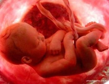 desde que est� en el vientre de mam�, el beb� ya sue�a